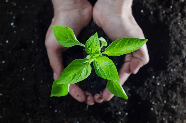 Mans hands holding paprika plant with ground. Early spring planting. — Stock Photo, Image