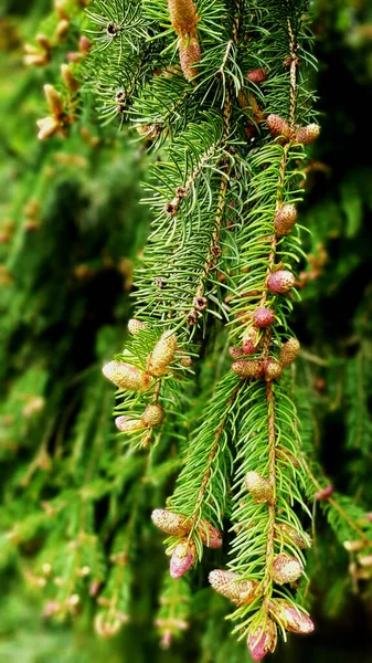 Conifer Δέντρο Φύση Άνοιξη — Φωτογραφία Αρχείου