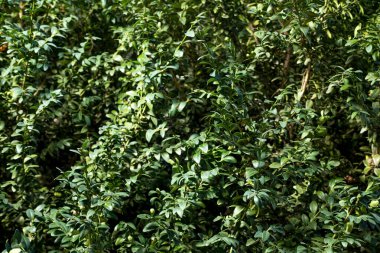 Bahçede Samshit buxus. Ukrayna, yaz
