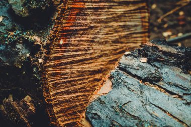 Yaşlı bir ağacı içtim. Bir elma. Ahşap işleme. Doku.