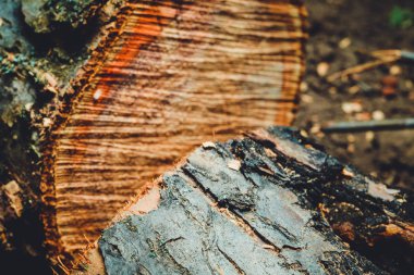 Yaşlı bir ağacı içtim. Bir elma. Ahşap işleme. Doku.