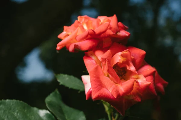 Rosa roja en la rama en el jardín — Foto de Stock