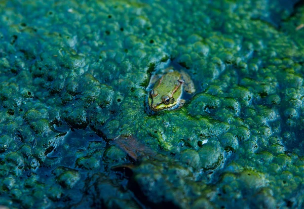 Sapo na água da lagoa suja de um lagoaSapo na água da lagoa suja de um lago — Fotografia de Stock