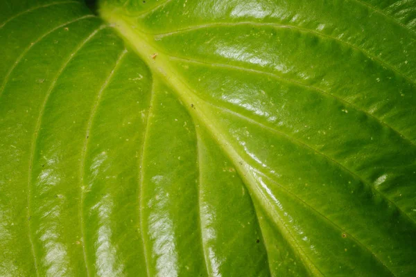 Bright green macro leaf texture background — ストック写真