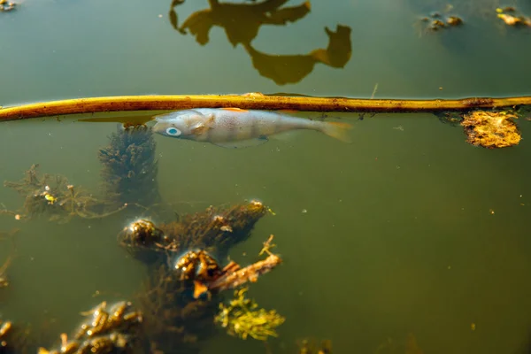 Мертва риба в озері — стокове фото