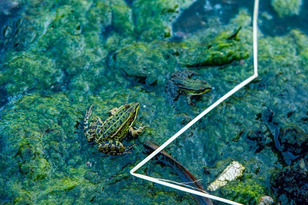 Жаба в брудному ставку вода озера — стокове фото