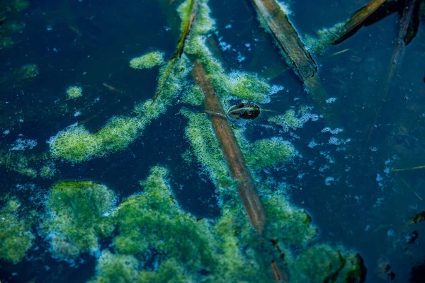 호수의 더러운 연못 물 속에 있는 개구리 — 스톡 사진