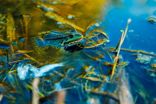Жаба в брудному ставку вода озера — стокове фото