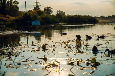 Yüzen yeşil çiçekli bir göl.