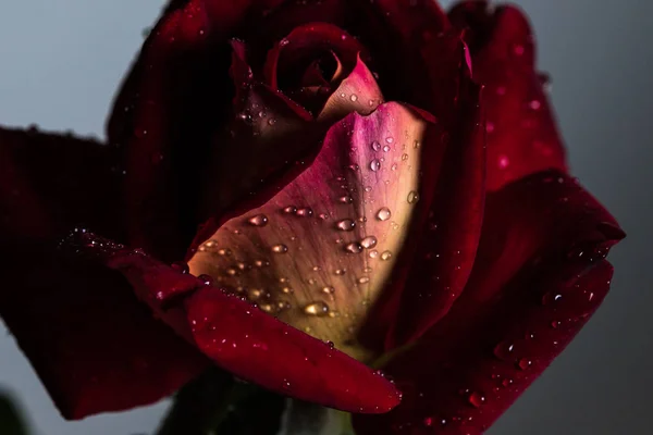 Close-up van een rode roos met waterdruppels op een witte achtergrond. Het concept van Valentijnsdag, bruiloft, Halloween. Ontwerp voor wenskaarten of posters. Rose is een symbool van liefde. — Stockfoto