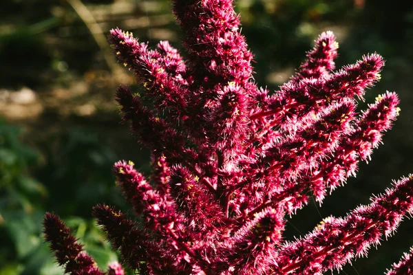 Amaranth is cultivated as leaf vegetables, cereals and ornamental plants in South America. Amaranth seeds are rich source of proteins and amino acids