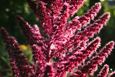 Amaranth, Güney Amerika 'da yaprak sebze, tahıl ve süs bitkisi olarak yetiştirilir. Amaranth tohumları zengin protein ve amino asit kaynağıdır.