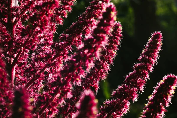 Amaranth is cultivated as leaf vegetables, cereals and ornamental plants in South America. Amaranth seeds are rich source of proteins and amino acids