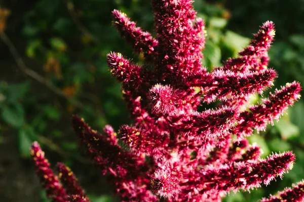 Amaranto Cultiva Como Hortalizas Hoja Cereales Plantas Ornamentales América Del — Foto de Stock