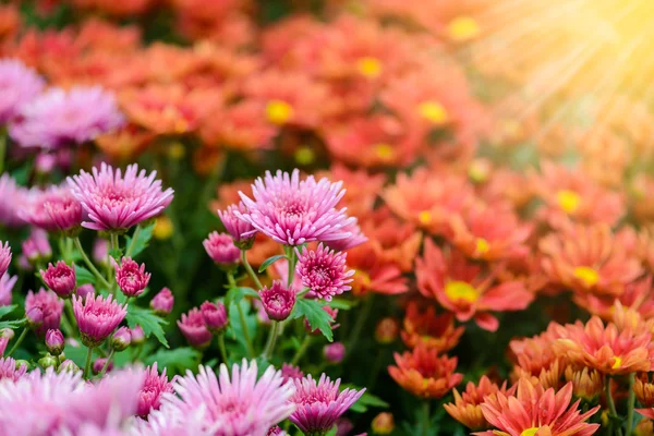 Renkli zinnia çiçeği — Stok fotoğraf