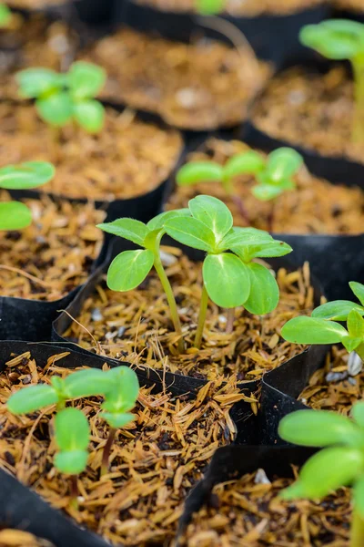 Groene jonge zonnebloem sprout — Stockfoto