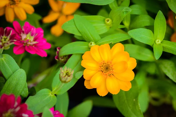 Colorful Zinnia Flower — Stock Photo, Image