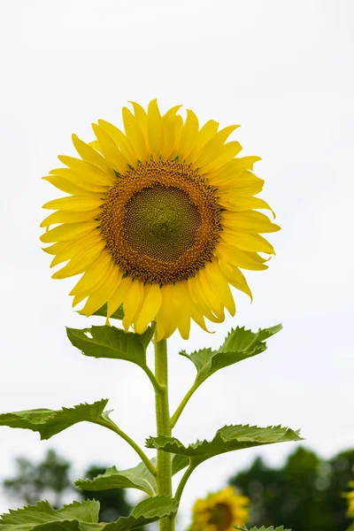 Sunflower in garden — Stock Photo, Image