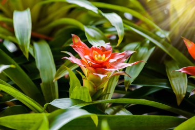Bromeliad Çiçek bahçesinde