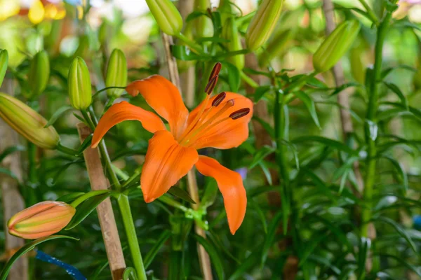 Flores de lírios — Fotografia de Stock