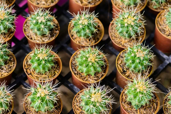 Pequeño cactus en una olla — Foto de Stock