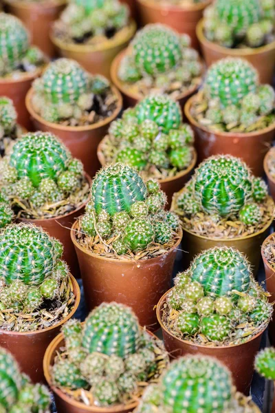 Kleine cactus in een pot — Stockfoto