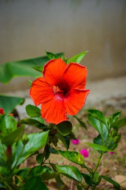 Hibiscus çiçek. sığ dof
