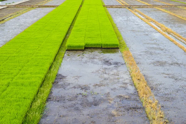 Genç Fideler kutusunda büyüyen hazır pirinç