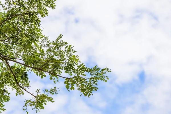 Baum und Wolken am blauen Himmel — Stockfoto