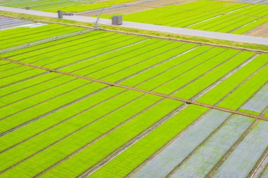Genç Fideler kutusunda büyüyen hazır pirinç