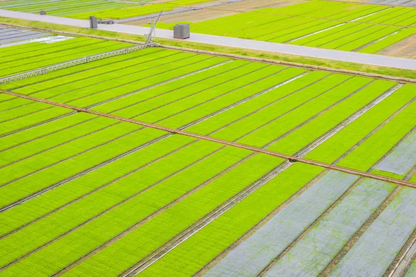 Genç Fideler kutusunda büyüyen hazır pirinç