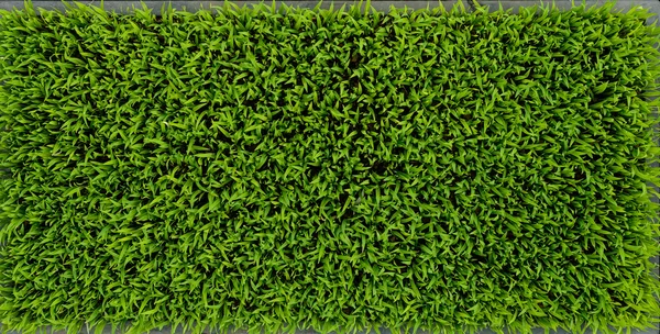Mudas de arroz verde campo de milho folha natureza fundo — Fotografia de Stock