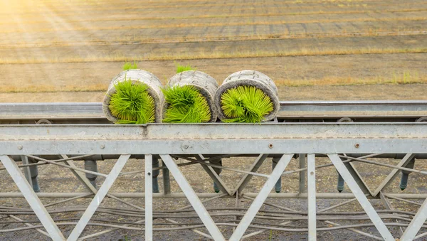 Transportistas Brote de arroz joven De la caja a la — Foto de Stock