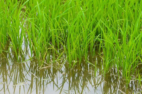 Broto de arroz jovem pronto para crescer — Fotografia de Stock