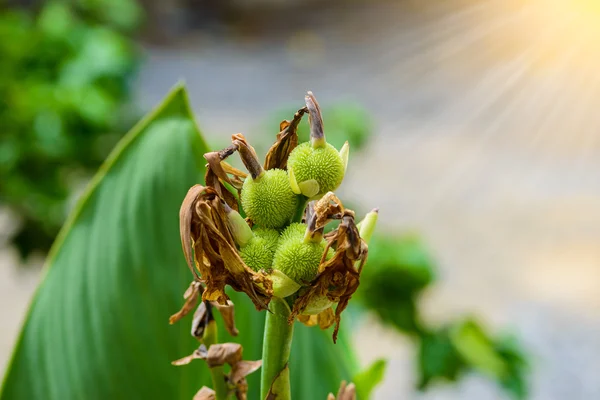 Young Canna lilly — Stock Photo, Image