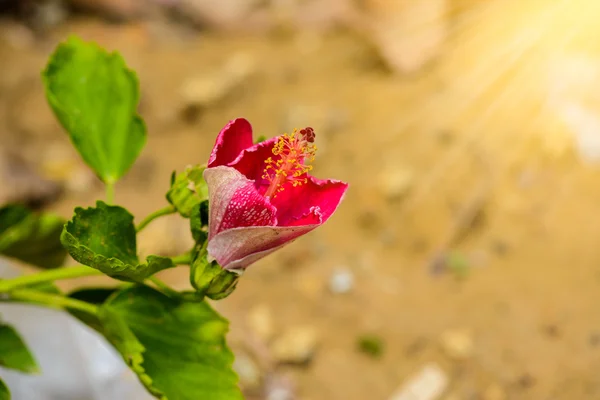 Λουλούδι Hibiscus. ρηχά dof — Φωτογραφία Αρχείου