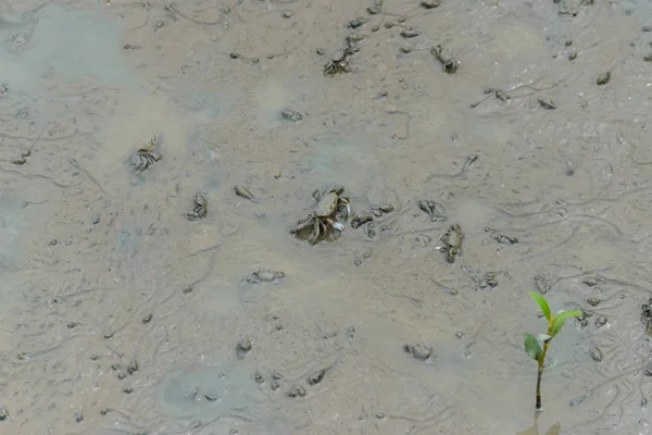 Rzępoła obgadują, Krab Ghost (Ocypodidae), chodzenie w mangrowe — Zdjęcie stockowe