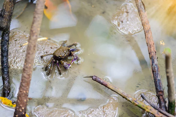 Fiddler crab, Ghost crab (Ocypodidae) walking in the mangrove — Stock Photo, Image