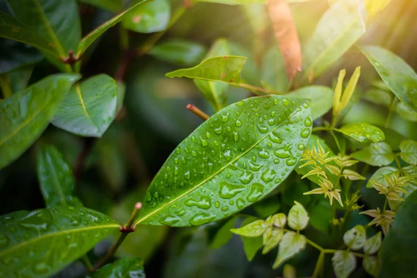 Gotas de água em folhas — Fotografia de Stock