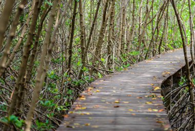 Ağaç tünel, mangrov orman içinde ahşap köprü