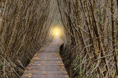 Ağaç tünel, mangrov orman içinde ahşap köprü
