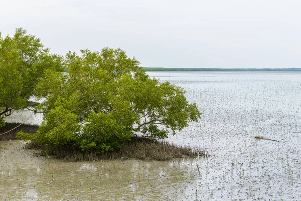 Manglar Rhizophora mucronata — Foto de Stock