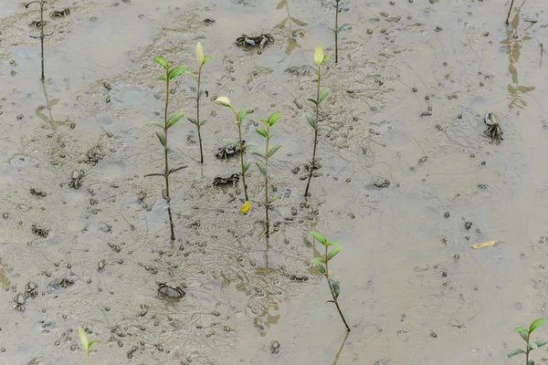 Geisterkrabbe, Geisterkrabbe (ocypodidae) beim Spazierengehen in der Mangrove — Stockfoto