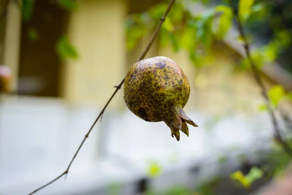 Punica granatum Diseased — Stock Photo, Image