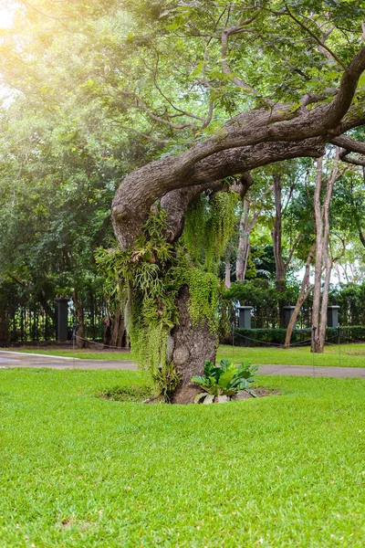 Dekoratif Bahçe büyük ağaçlar vardır — Stok fotoğraf