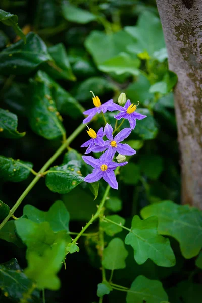 Flower of Solanum trilobatum — Stock Photo, Image