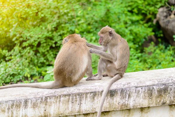 Macacos (caranguejo comendo macaco) preparando um ao outro . — Fotografia de Stock