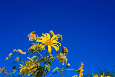 Mavi gökyüzü arka plan ile Meksika ayçiçeği.