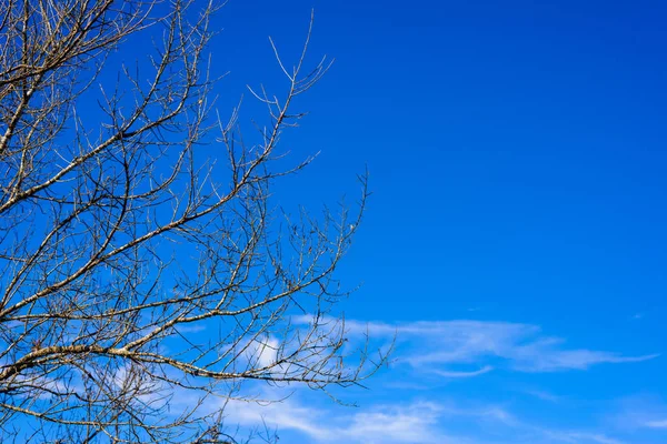 Árvore ramo morto com o céu azul — Fotografia de Stock