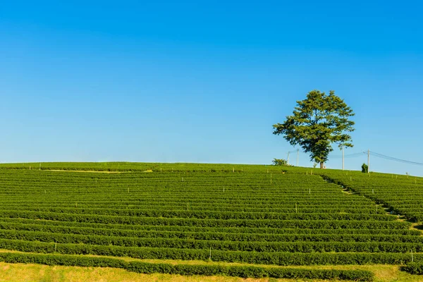 Green Tea Farm — Stock Photo, Image